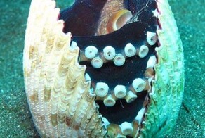 22 очаровательных создания, которые способны с комфортом разместиться где угодно