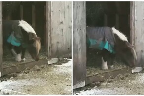 Пони готовится к одному из главных прыжков в жизни