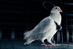 Российская компания создала управляемого голубя-биодрона