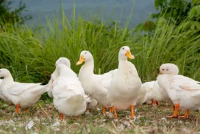 Утиная терапия для выгоревших