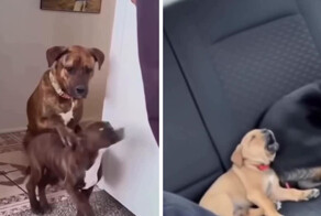 Как взрослые собаки учат своих щенков