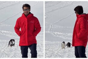 Хотел красивый кадр, получил разборку пингвинов