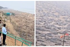 Массовое гнездование морских черепах в штате Одиша в Индии