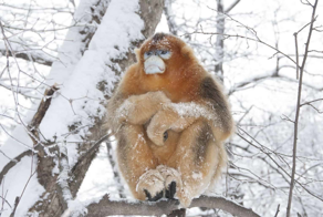 Курносая обезьяна:  лишилась носа и «посинела» от холода