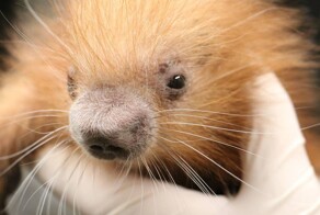 Очаровательный детёныш дикобраза