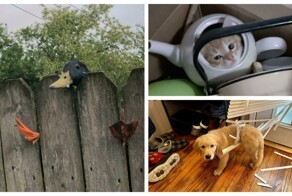 30 забавных снимков животных, попавших в затруднительные ситуации