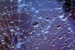 22 шедевральных примера макросъёмки, открывающих взору невидимые вселенные