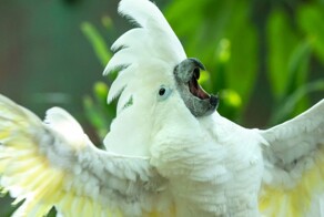 Пернатый любитель ночных вечеринок