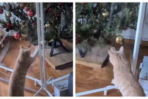 Кот и новое защитное ограждение ёлки