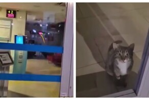 Кошку случайно закрыли в банке