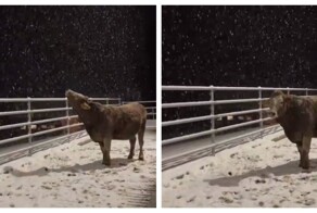 Корова пытается поймать снежинки