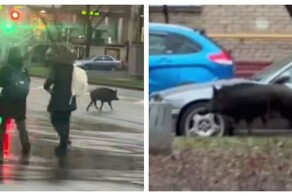 Кабан пробежался по улицам Москвы