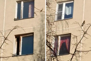 В Чертанове заметили белку, которая бегала по стене дома и заглядывала в окна