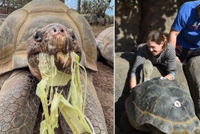 Старейшая обитательница зоопарка Сан-Диего скончалась в возрасте 141 года