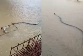 Гигантский питон скользит по затопленным улицам Таиланда