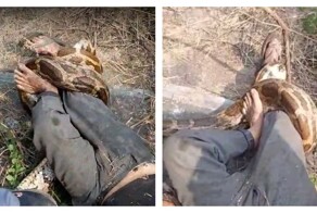 Питон напал на рабочего в Индии