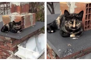 Кошка с&nbsp;причудливым окрасом шерсти