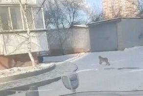 Рысь заметили в Благовещенске