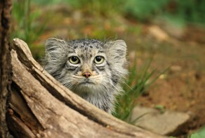 Попытка толстенького манула Тимофея забраться на дерево