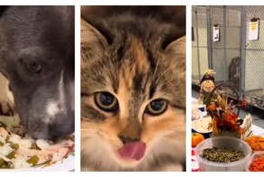 Приют для животных  устроил праздничный ужин для кошек и собак