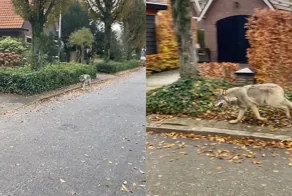 Женщина и волк: неожиданная встреча на улице