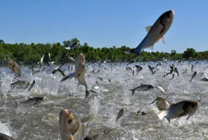 Прыжки серебряных карпов во время сильных ливней и наводнений