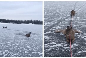 Мужик на коньках спас оленят