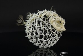 20 фотографий, которые вызовут восторг и умиление