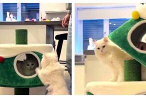 Ёлка, которую коты точно не уронят