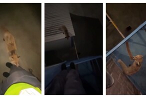 Бешеная лиса напала на девушку в Казахстане