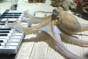 Парень попробовал научить осьминога играть на музыкальном инструменте