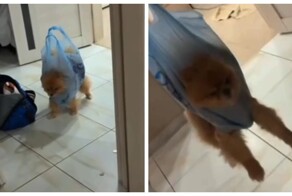 Парень нашёл свой способ стричь когти собаке