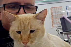 Ветеринары спасли кота Тимофея, получившего более 20 пулевых ранений