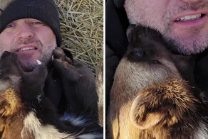 Необычный питомец: мужчина живёт бок о бок с росомахой