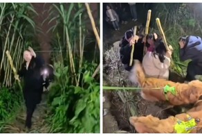 Укради тростник, если сможешь»: фермер превратил своё поле в игру