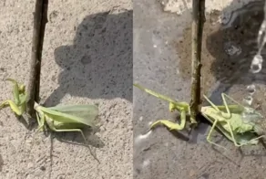 Парень спасает богомола от паразита