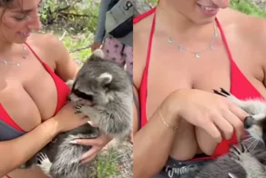 Енот полностью очарован девушкой