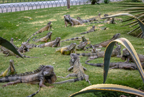 Самые наглые городские животные разных стран