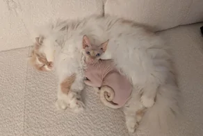 20 доказательств того, что котики — главные создатели уюта в доме