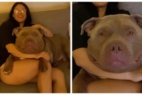 В США появилась новая звезда – собака с самой огромной головой в мире