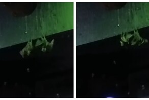 Две летучие мыши решили выяснить отношения