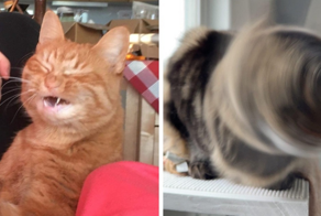 20 смешных фотографий котов, которых подловили во время чихания