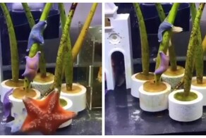 Танец морских звёзд