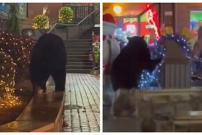 Медведь пришёл на рождественскую ярмарку в США