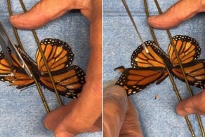 Бабочке-монарху поставили первое в мире «имплант-крыло»