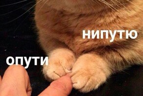 Россия создала первую в мире вакцину, которая эффективно убирает аллергию на берёзу