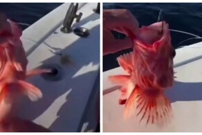 В США рыбаки поймали рыбу с ярко выраженными мужскими признаками