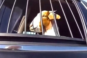 Полицейский «задержал» сбежавшего козла в Техасе