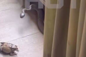 Змея атаковала мужчину, пытавшегося спасти жабу