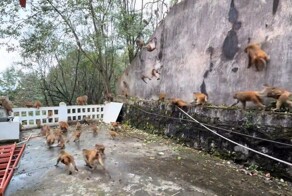 Обезьянопад в Китае